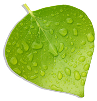 wetleaf